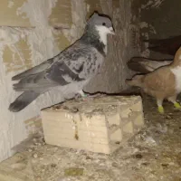 کفتر ریش مگس کاکل