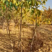 نهال گردو پوست کاغذی و عالی|خدمات باغبانی و درختکاری|بروجرد, |دیوار