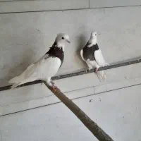 کبوتر جوان|پرنده|استهبان, |دیوار