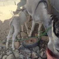 الاغ|حیوانات مزرعه|سده (خراسان جنوبی), |دیوار