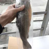 ماهی قزل شکم خالی منجمد سایز500تا1000