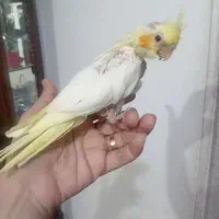 جوجه عروس هلندی دانه خور|پرنده|مشهد, انصار|دیوار