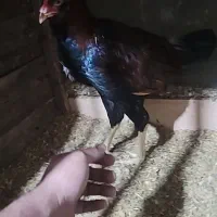 جوجه خروس لاری|حیوانات مزرعه|بابل, |دیوار