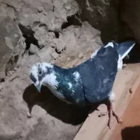 ابلق و کاشانی ماوزه باطوقی نر یا سینه ای نر