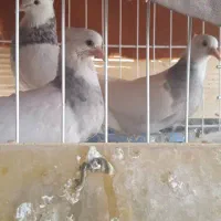 کفتر فروشی|پرنده|بم, |دیوار