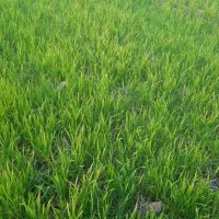 فروش-زمین-کشاورزی