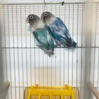 کوتوله نقابدار پاید