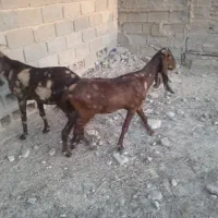 بز افغانی|حیوانات مزرعه|شادگان, |دیوار
