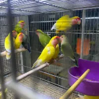 انواع پرنده دستی و مولد و سرلاکی درجه یک|پرنده|بیرجند, |دیوار
