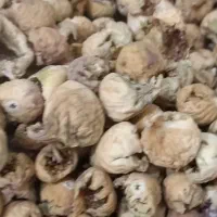 فروش خشکبار