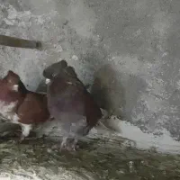 تعدادی کبوتر فروشی|پرنده|گرگان, |دیوار