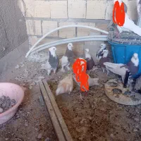 طوقی|پرنده|تربتحیدریه, آسایش|دیوار