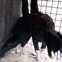 مرغ خروس لاری ومینیاتوری|حیوانات مزرعه|دشتابی, |دیوار