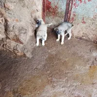 سلام توله سگ سرابی 3ماهه|سگ|بیلوار, |دیوار