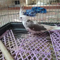 عروس هلندی|پرنده|هامون, |دیوار