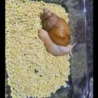 حلزون کلاژن ساز اچانتیا