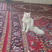 گربه|گربه|تبریز, |دیوار