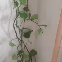 گل پتوس|گل و گیاه طبیعی|تبریز, |دیوار