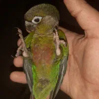 گرینچیک