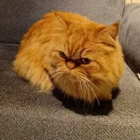 گربه پرشین نژاد اصیل