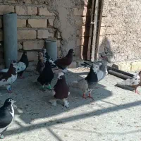 بهبهانی و پلاکی|پرنده|مرودشت, علی‌آباد‎|دیوار