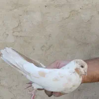 کبوتر پرشی|پرنده|ری, سیزده آبان|دیوار