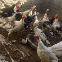 بوقلمون ۱۴ عدد