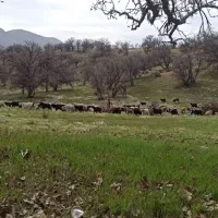 کاه یونجه|حیوانات مزرعه|یاسوج, |دیوار