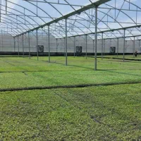 سازه.گلخانه.۱۲۰۰۰متر|عمده‌فروشی|گلبهار, شهر جدید گلبهار|دیوار