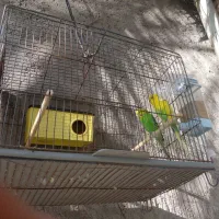 یک جفت مرغ عشق باوسایل بدون قفس