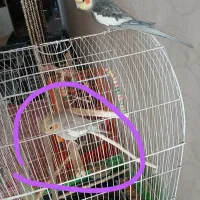 عروس هلندی گمشده