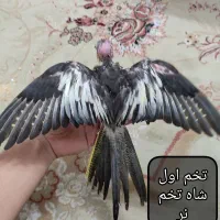 جوجه عروس هلندی دون خور|پرنده|مشهد, منزل آباد|دیوار