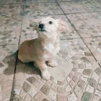 واگذاری سگ آپارتمانی