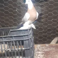 یجفت طوقی زرد