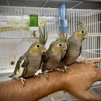 * عروس هلندی دستی دونخور *|پرنده|شیراز, وحدت|دیوار