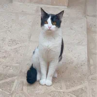 گربه گمشده خیلی عزیزه|حیوانات|بجنورد, |دیوار