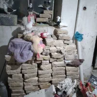 کبوتر سوسکی