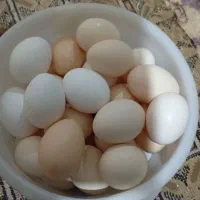 تخم‌مرغ محلی