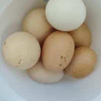 تخم مرغ محلی