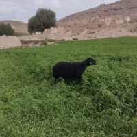 گوسفند|حیوانات مزرعه|نیر (اردبیل), |دیوار
