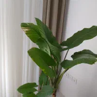 گل بابا آدم