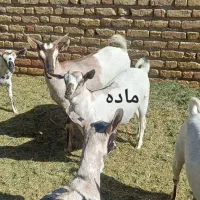 گوسفند (کهره )|حیوانات مزرعه|بم, |دیوار