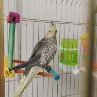 عروس گـل باقالی 1 ساله