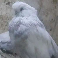 کبوتر نوک قنار رنگی|پرنده|چهاردانگه (تهران), |دیوار