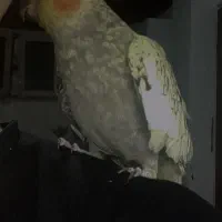 دو عروس هلندی