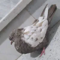 سینه مشکی ماده کاکلی|پرنده|مشهد, هفده شهریور|دیوار