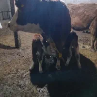 گاوسمیتال پرشین ودوتا گوساله که یکی ماده ویکی نر