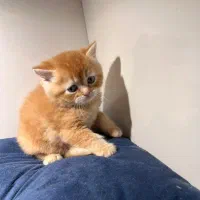 پسر بریتیش مو کوتاه گلد جینجر (پاستیل صورتی)|گربه|اصفهان, رزمندگان|دیوار