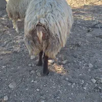 تعداد ۱۵ عدد میش داشتی جوان نازار