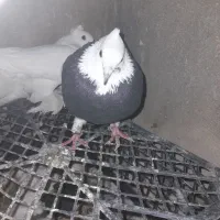 کبوتر پرشی|پرنده|سیروان, |دیوار